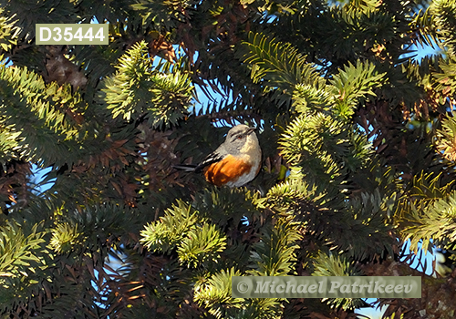 Buff-breasted Warbling-Finch (Poospiza lateralis)
